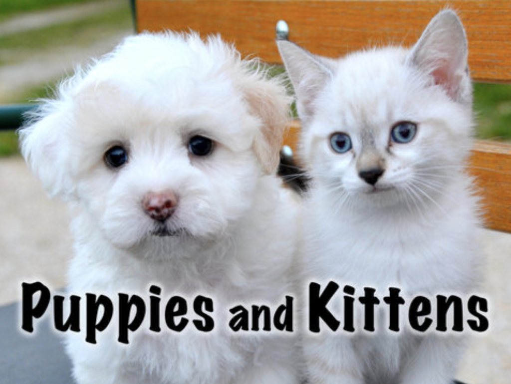 puppies and kittens book